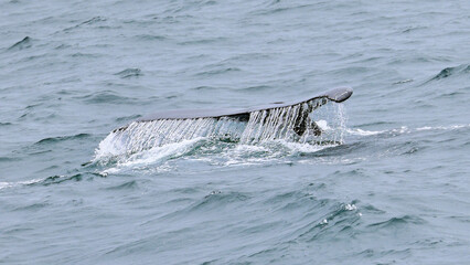 Fototapeta premium humpback whale in the water