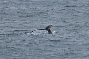 Fototapeta premium humpback whale tail