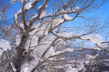 Wood dry branch with snow after heavy snow drop on niseko mountain sapporo japan.