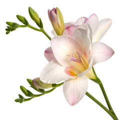 Delicate Freesia Blossom, Isolated on White Background