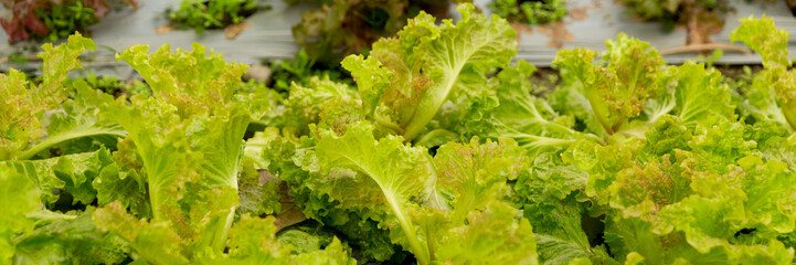 Smart farming techniques hydroponic salad vegetables red oak green lettuce ensuring fresh sustainable produce fresh produce sustainable agriculture promotes healthy eating support local community.