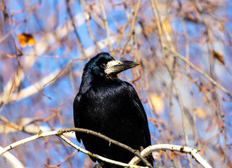 Rook on a tree branch.
Sitting on a birch branch, Rook watches the actions of the photographer. A very smart bird.
