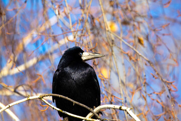 Rook on a tree branch.
Sitting on a birch branch, Rook watches the actions of the photographer. A very smart bird.
