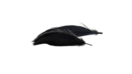 Black feather on white background
