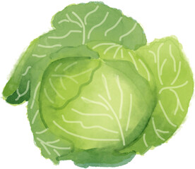 watercolor head of cabbage