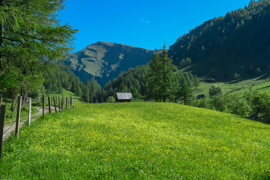 Remote rustic hut nestles in a lush green meadow, dotted with yellow wildflowers, in Carinthia, Austria. Tranquil view of forested hills. Serene beauty of the Ankogelgruppe, Lieser-Maltatal region