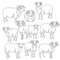 Collection of detailed line drawings of various sheep, showcasing different poses and fleece textures.