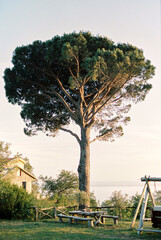 Table with benches and hanging swing near a tall spreading tree in the garden