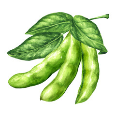 Fresh Edamame bean pods and green leaves on the branch. Hand drawn watercolor illustration, isolated on white background