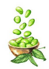 Fresh Edamame beans Falling  in the bowl. Hand drawn watercolor illustration, isolated on white background