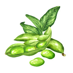 Fresh green Edamame beans, pods and green leaves. Hand drawn watercolor illustration, isolated on white background