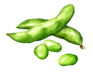 Fresh Edamame beans. Hand drawn watercolor illustration, isolated on white background