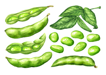 Fresh green Edamame beans, pods and leaves set. Hand drawn watercolor illustration, isolated on white background