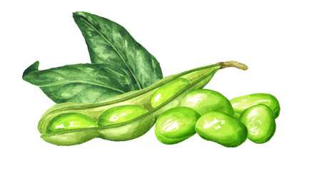 Heap of Fresh Edamame beans and pods. Hand drawn watercolor illustration, isolated on white background