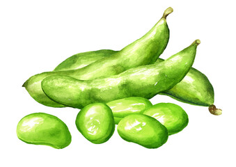 Heap of Fresh Edamame beans, pods and green leaves. Hand drawn watercolor illustration isolated on white background