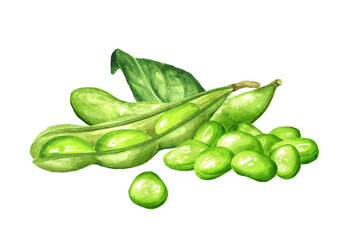 Heap of Fresh Edamame beans and pods. Hand painted watercolor illustration, isolated on white background