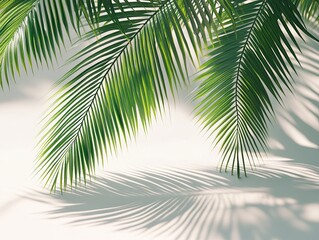 Fototapeta premium Palm tree leaves