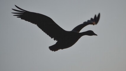 Fototapeta premium A goose silhouette flying against a clear sky.