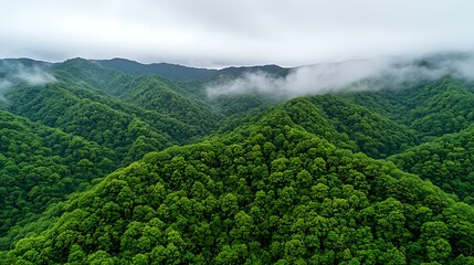 Fototapeta premium Lush Green Mountain Range Landscape Misty Forest Aerial View Nature Scenery