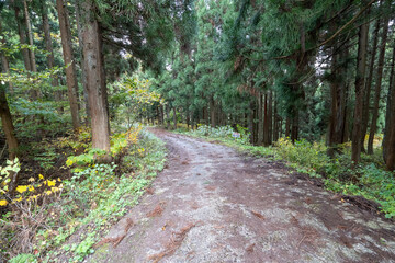 Historic old road “Salt Road” which is also a long distance hiking course and its surroundings