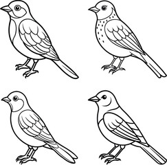set of birds on white background