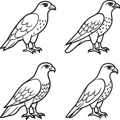 Fototapeta premium set of birds