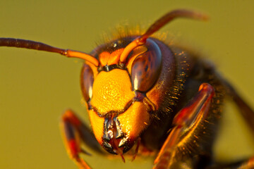 Beautiful big wasp. hornet, Vespa crabro L.
Dangerous for people and other animals.
The video shows the large jaws of a predatory insect.
