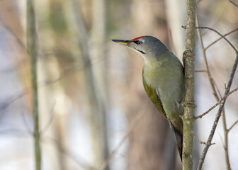 Grey-headed woodpecker 