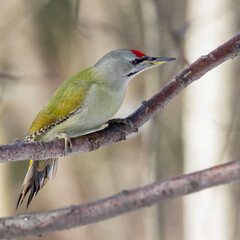 Grey-headed woodpecker 