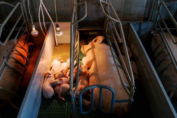 Pink piglets sleep on the floor in a pen with their heads on top of each other next to the sow in the light of the lamps