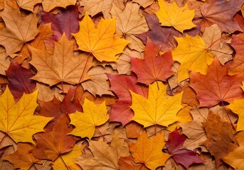 Fototapeta premium Autumnal Maple Leaves: A Vibrant Tapestry of Fall Colors