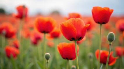Obraz premium A field of vibrant red poppy pods in full bloom, with some unopened buds in the foreground.