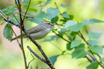 Obraz premium Greenish Warbler