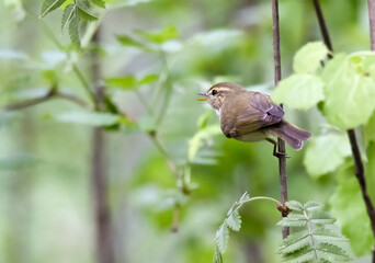 Greenish Warbler
