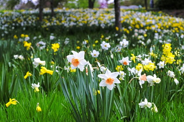 Fototapeta premium White and orange daffodils