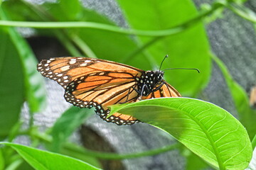 A monarch butterfly on a leaf