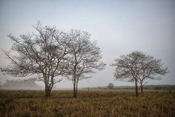 Trees in the meadow, beautiful morning light