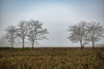 Fototapeta premium Trees in the meadow, beautiful morning light