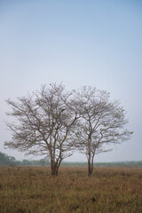 Trees in the meadow, beautiful morning light