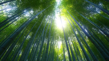 Serene View of Lush Bamboo Forest Under Bright Sunlight in Kyoto, Japan