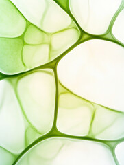 Abstract green organic shapes and cells in soft light