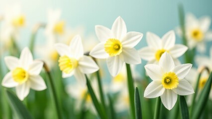 White daffodils with yellow centers in full bloom against a soft blue background.