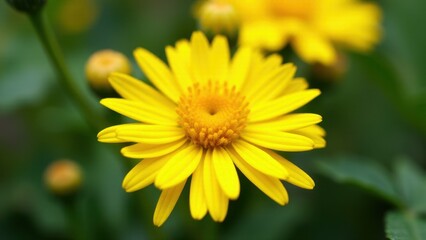 Obraz premium A vibrant yellow chrysanthemum in full bloom with detailed petals and a blurred green background.