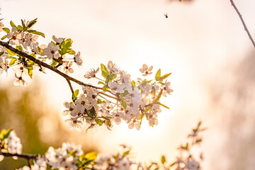 Spring Symphony: Apple and Cherry Blossoms in Full Bloom