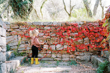 Little girl touches red ivy on an ancient stone fence in the park. Back view