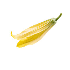 Yellow squash blossom isolated on white