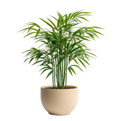 A Bamboo Palm Chamaedorea on transparent background