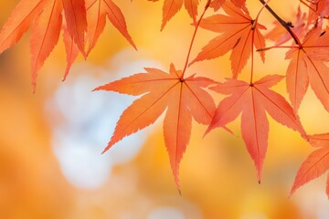 Vibrant Red and Orange Japanese Maple Leaves in Autumn