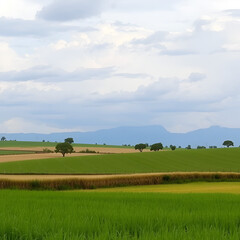 Paisaje de campos sembrados con trigo.