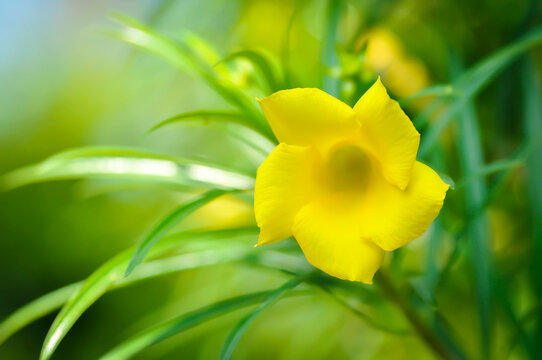 Trumpet flower ,  Lucky Bean or Lucky Nut or Trumpet Flower or Yellow Oleander or Thevetia peruviana or APOCYNACEAE or yellow flower